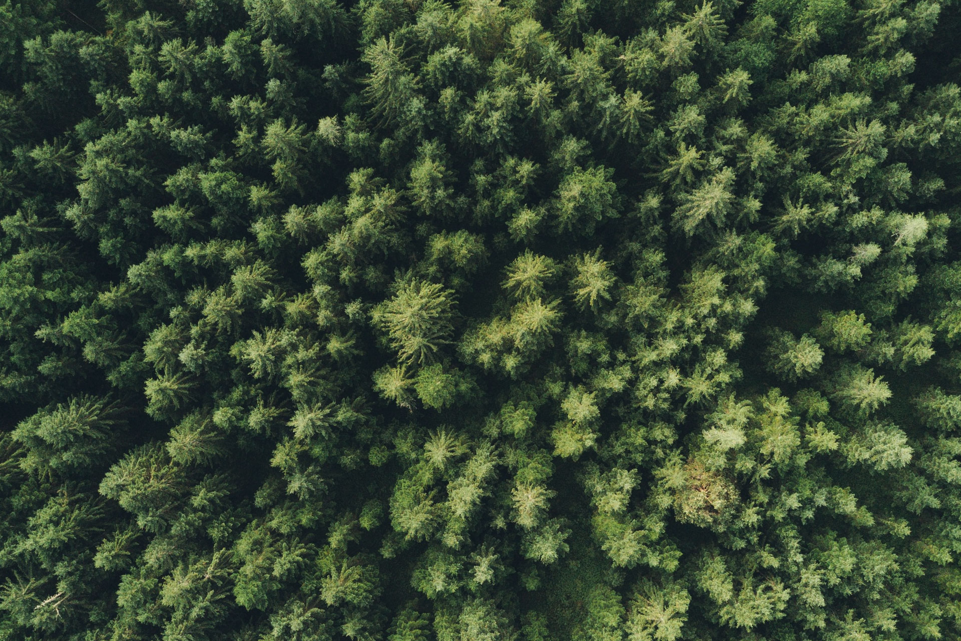 peas-forest
